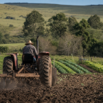 Trator prepara o solo de uma pequena propriedade rural em Bagé para o cultivo de hortaliças.