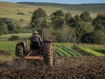Trator prepara o solo de uma pequena propriedade rural em Bagé para o cultivo de hortaliças.