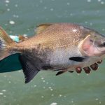 Pescador segura um peixe recém-capturado às margens de um rio