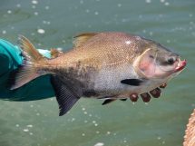 Pescador segura um peixe recém-capturado às margens de um rio