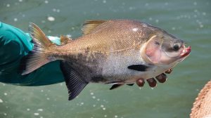 Pescador segura um peixe recém-capturado às margens de um rio