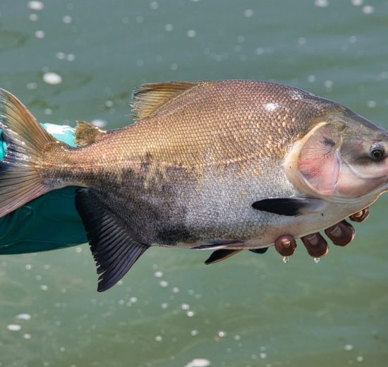 Pescador segura um peixe recém-capturado às margens de um rio