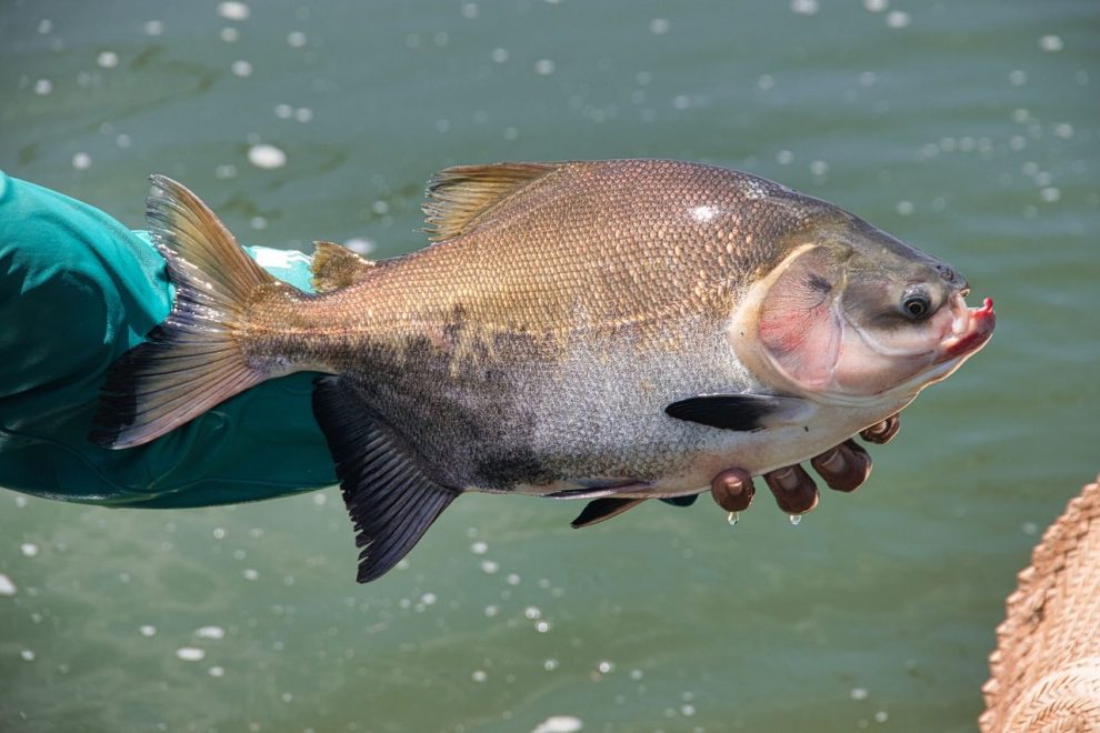 Pescador segura um peixe recém-capturado às margens de um rio