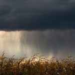 Lavoura de milho sob nuvens carregadas, indicando a aproximação de chuva.