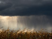 Lavoura de milho sob nuvens carregadas, indicando a aproximação de chuva.