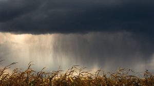 Lavoura de milho sob nuvens carregadas, indicando a aproximação de chuva.