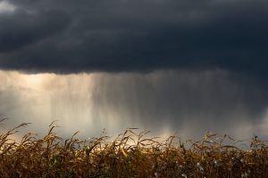 Lavoura de milho sob nuvens carregadas, indicando a aproximação de chuva.