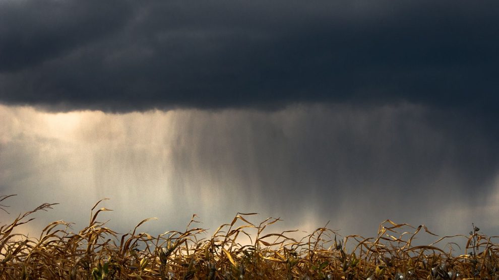 Lavoura de milho sob nuvens carregadas, indicando a aproximação de chuva.